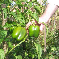 grüne Paprika