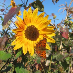 Sonnenblume