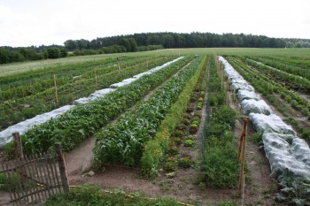Gemüsereihen auf dem Acker - Juni 2016